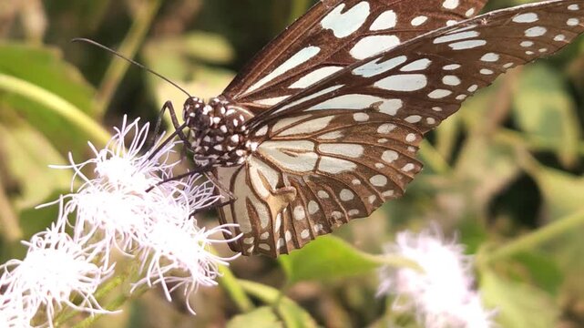 Blue Tiger Butterfly