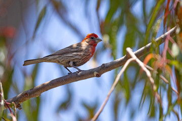 Dziwuszka ogrodowa (Haemorhous mexicanus) © Grzegorz