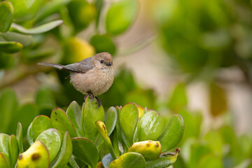 raniuszek amerykański (Psaltriparus minimus) © Grzegorz