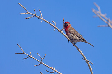 Dziwuszka ogrodowa (Haemorhous mexicanus) © Grzegorz