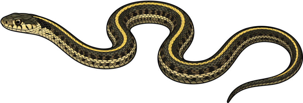 Realistic flat vector illustration of a garter snake with striped pattern in slithering side view pose, isolated on white background, perfect for educational and nature design projects.