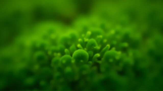 Close up of vibrant green moss texture background with selective focus 