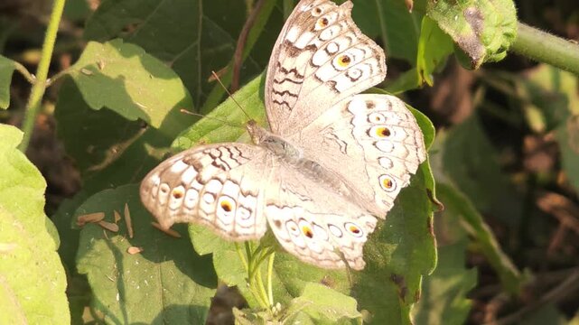 Grey Pansy Butterfly Resting on Green Leaf in Natural Habitat, Butterfly Macro Close Up, Tropical Wildlife, Detailed Wings, Garden Insect, 4K Cinematic Nature Footage