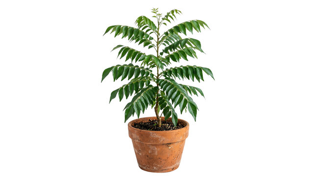 Fresh curry leaf plant in terracotta pot, aromatic Murraya koenigii herb for culinary cooking, organic potted curry tree with green foliage isolated PNG with Transparent Background