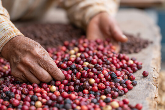 Hands gently sort colorful coffee cherries. Red, yellow, and dark berries spread across a wooden surface. Rough, weathered fingers show care and experience. Sunny light highlights natural textures