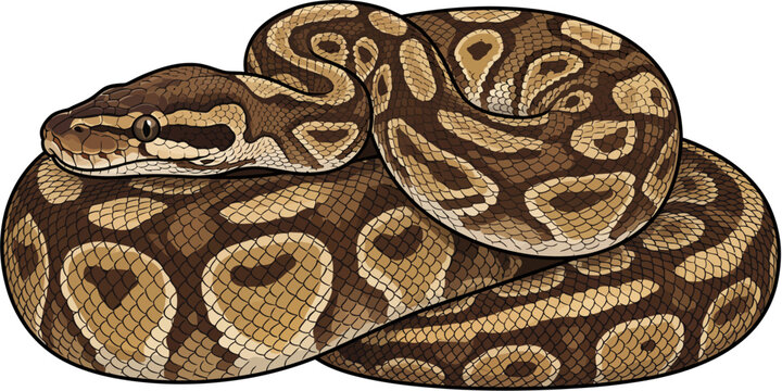 Realistic flat vector illustration of a ball python with brown and tan pattern in coiled side view pose, isolated on white background, ideal for educational and nature design projects.