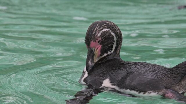 Humboldt Penguin (Spheniscus humboldti) in closeup, preening its feathers. Captive - UK [Slow motion x4]	