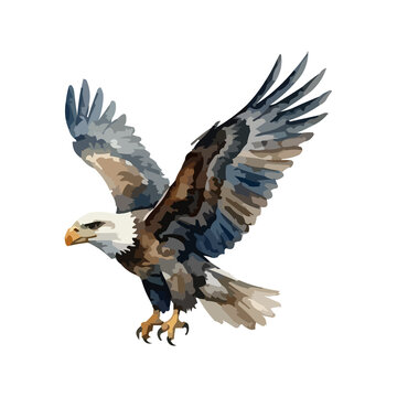 Watercolor illustration of a USA bald eagle