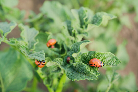 Colorado potato beetle larvae feeding on potato plant
