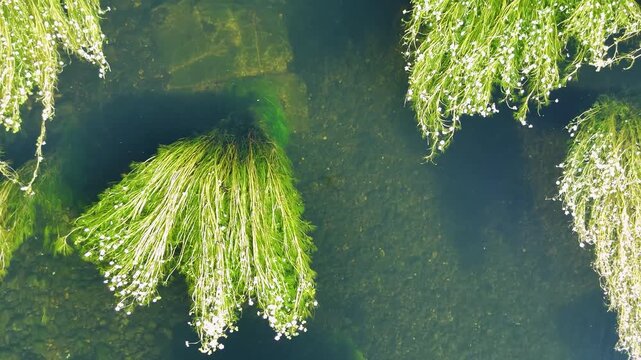 Aerial view of flowering aquatic plants in Minho River, Galicia