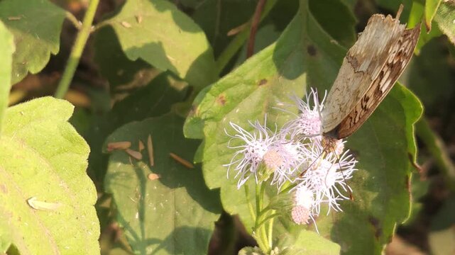 Grey Pansy Butterfly Resting on Green Leaf in Natural Habitat, Butterfly Macro Close Up, Tropical Wildlife, Detailed Wings, Garden Insect, 4K Cinematic Nature Footage