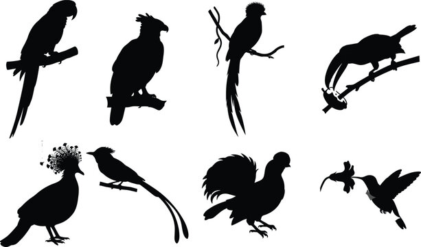 Collection of Diverse Exotic Tropical Bird Silhouettes Including Macaw Toucan Hummingbird and Quetzal on White Background