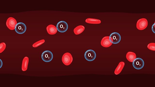 Red blood cell oxygen transport animation inside blood vessel illustrating oxygen circulation respiratory system and human bloodstream