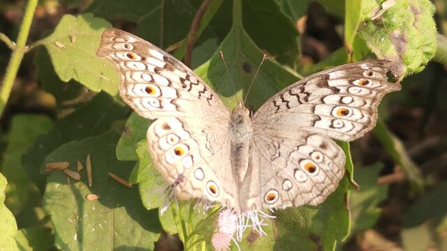 Grey Pansy Butterfly Resting on Green Leaf in Natural Habitat, Butterfly Macro Close Up, Tropical Wildlife, Detailed Wings, Garden Insect, 4K Cinematic Nature Footage