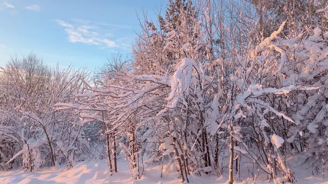Amazing snow-covered trees under pink lightat sunset. Dreamy winter landscape