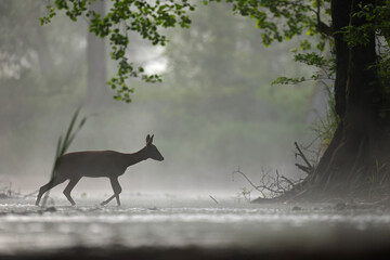 Sarna europejska (Capreolus capreolus) roe deer © Bartosz Rakoczy