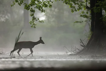 Fototapeten Rehe Sarna europejska (Capreolus capreolus) roe deer  © Bartosz Rakoczy