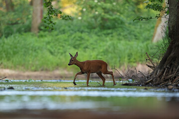 Sarna europejska (Capreolus capreolus) roe deer © Bartosz Rakoczy