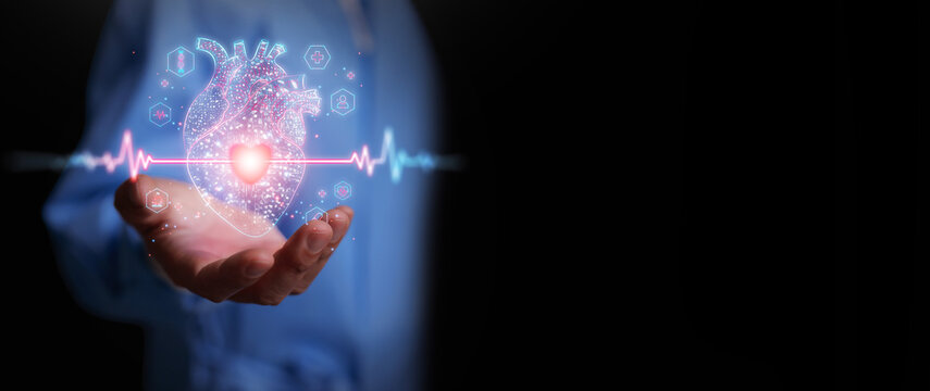 Doctor holds AI powered anatomical heart with ECG waveform. Artificial intelligence, digital cardiology, healthcare innovation, precision medicine, cardiovascular care, and future medical technology.