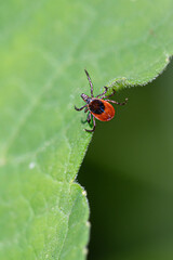 Fototapeta premium Tick on edge of green leaf searching for host, dangerous vector of Lyme disease, tick borne encephalitis and other tick borne infections