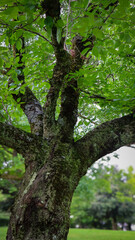Fototapeta premium Large mossy tree standing tall with vibrant green leaves in a peaceful urban park during summer 夏の穏やかな公園で鮮やかな新緑を茂らせて立つ、苔むした大きな樹木の幹