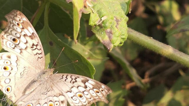 Grey Pansy Butterfly Resting on Green Leaf in Natural Habitat, Butterfly Macro Close Up, Tropical Wildlife, Detailed Wings, Garden Insect, 4K Cinematic Nature Footage