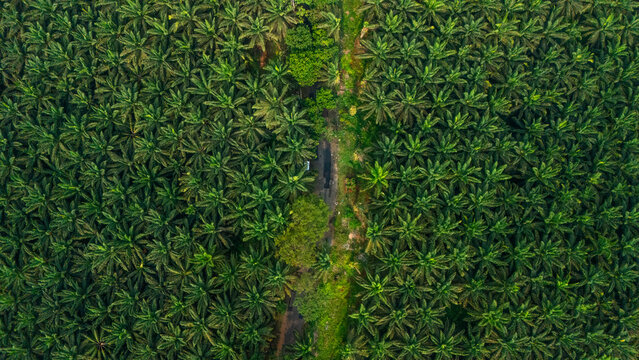 Aerial view of an oil palm plantation with a narrow dirt path cutting through the dense green foliage in West Java, Indonesia.