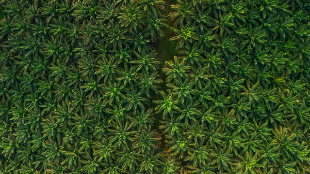 Aerial view of an oil palm plantation with dense rows of green palm trees and a narrow dirt path running through the center in West Java, Indonesia.