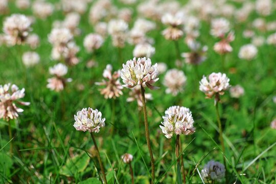 Close-up of white clover flowers (Trifolium) in a lawn.