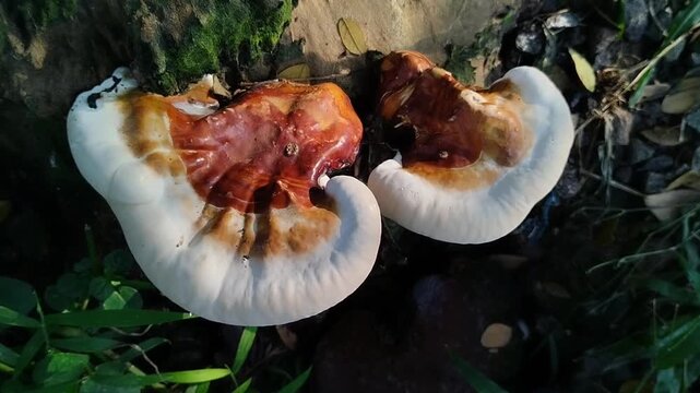 Ganoderma mushrooms, which often grow on rotting or dead tree trunks