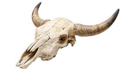 Fototapeta premium Animal skull of a bull with large horns isolated on transparent background