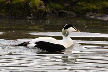 Fototapeta premium Eider à duvet,