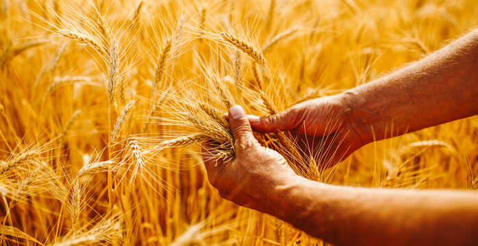 Close-up of a farmer's hands holding ears of golden wheat at sunset. An agronomist's hands inspecting the harvest in a field. Farming concept, bountiful harvest.