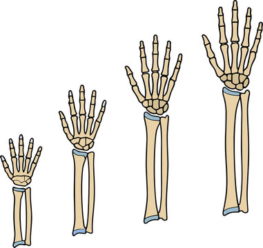 Human Hand Skeleton Growth Stages Anatomy Illustration Showing Development and Bone Structure