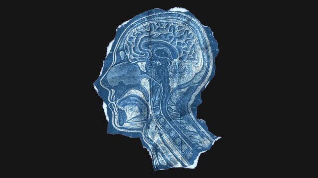 A drag and drop vintage anatomical themed blueprint that animates into place from torn paper.
