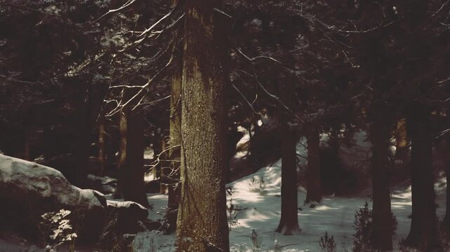 Snow dusted pine trunks bathed sepia light, soft grainy texture evokes nostalgic mood, understory of low shrubs and scattered stones, warm toned winter ambience