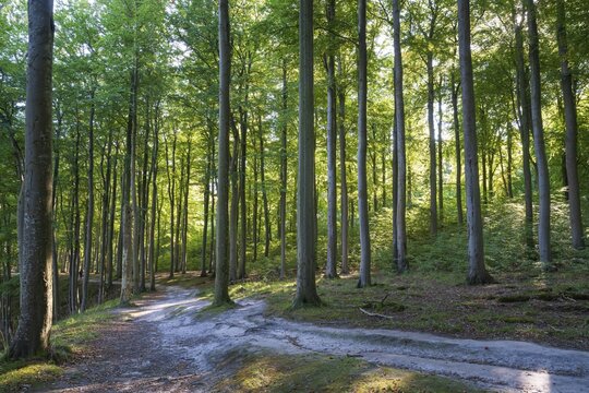 Trail through beech forest, Granitz Nature Reserve, Southeast R&uuml;gen Biosphere Reserve, R&uuml;gen Island, Mecklenburg-Western Pomerania, Germany
