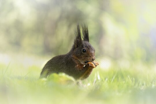 Eurasian squirrel (Sciurus) sitting in the grass and holding something in its paws, eating, with brush ears, foreground and background blurred pastel green, incidence of light, Rombergpark Dortmund, North Rhine-Westphalia, Germany