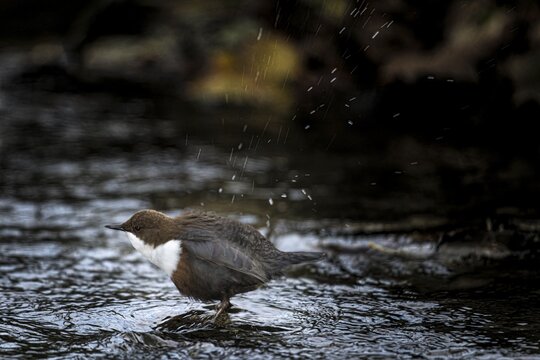 A dipper (Cinclus cinclus) shakes water from its feathers while standing in the river, Osnabr&uuml;cker Land, Lower Saxony, Germany