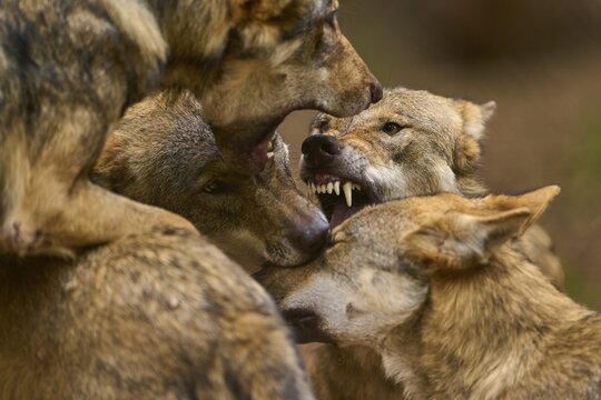 Wolf (Canis lupus), several wolves in aggressive interaction, teeth bared, tension in the group, Germany