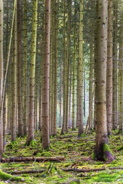 Moss-covered forest in winter mood in the Schurwald, Baden-W&uuml;rttemberg, Germany. Peaceful natural scenery with soft winter light, mossy tree trunks, and a quiet woodland atmosphere &ndash; ideal for themes of nature, tranquility, and seasonal change