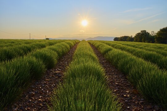 Sprawling lavender field (Lavandula), at sunrise, summer, Valensole, Alpes-de-Haute-Provence, Provence-Alpes-Cote d'Azur, France