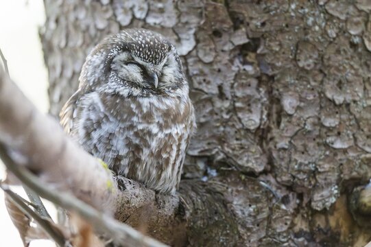 Great Horned Owl (Aegolius funereus) sitting on a branch in winter, National Park Bavarian Forest, Bavaria, Germany
