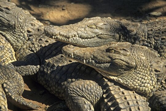 Nile crocodiles (Crocodylus niloticus), crocodile farm, Victoria Falls, Zimbabwe, Africa, June 2000, vintage, retro, old, historical