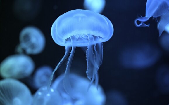 Moon jellyfish (Aurelia aurita) in a tank of the Bang Saen Aquarium, Chonburi Province, Thailand