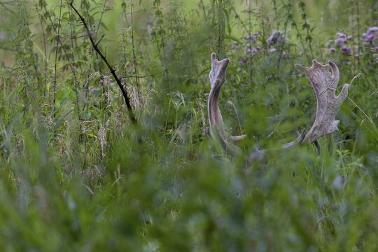 The fallow deer (Dama dama) is still wearing its velvet antlers, in a few days it will sweep them, velvet antlers, summer coat, August, Germany