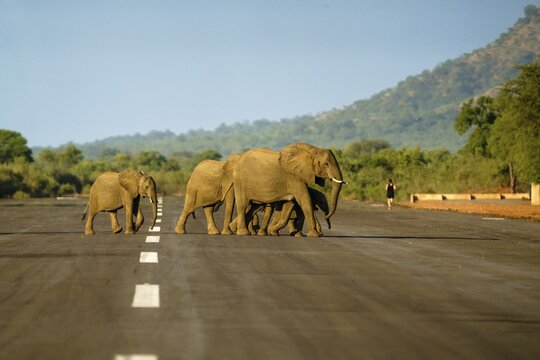 African elephants, Loxodontra Africana, crossing an airstrip. The elephant herd is walking together, in distance you see a person running, jogging on the landing strip in the African bush. Lower Zambezi National Park, Zambia