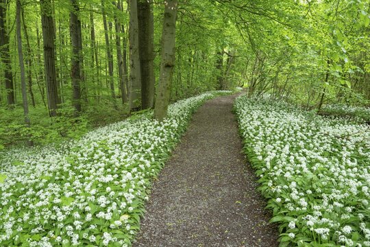 Path through a near-natural deciduous forest, copper beech forest (Fagus sylvatica) with flowering wild garlic (Allium ursinum), Hainich National Park, Thuringia, Germany