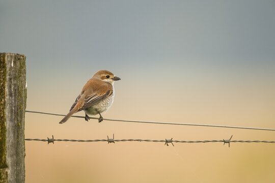 A female red-backed shrike (Lanius collurio) sitting on a wire between old fence posts, in front of a soft sky, D&uuml;mmer nature park Park, Lower Saxony, Germany