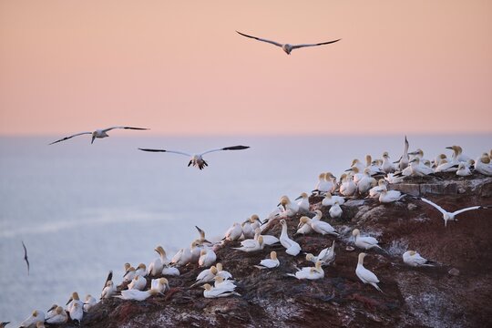Northern gannet (Morus bassanus) flying over the colony on the cliffs at sunset, wildlife, Helgoland, Germany